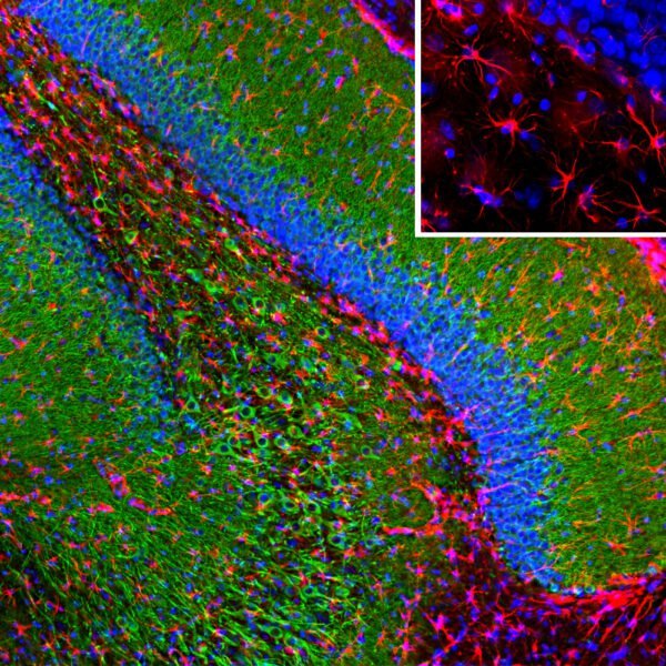 ICC/IF image mouse anti GFAP monoclonal antibody 3E10 9418