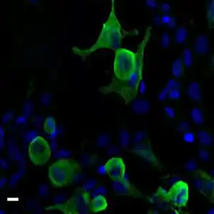 ICC/IF image rabbit anti VSV G tag polyclonal antibody 9682