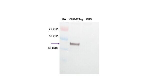 WB image rabbit anti GST polyclonal antibody 3104