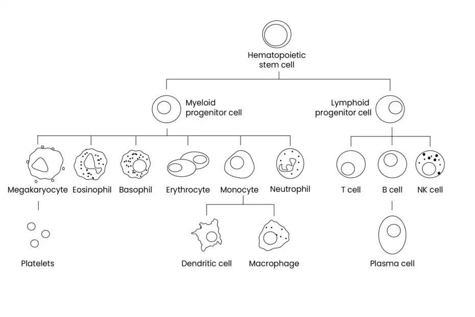 blood cells