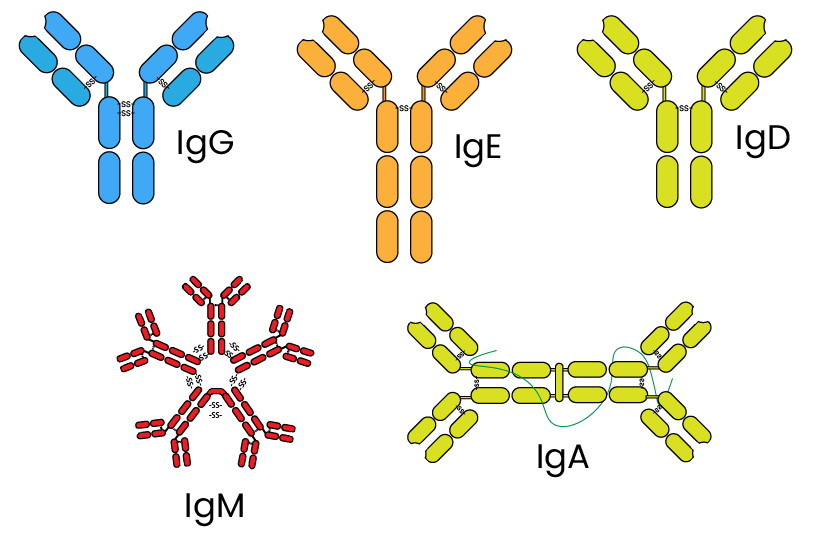 antibody classes and structures