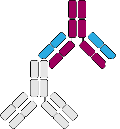 secondary antibody