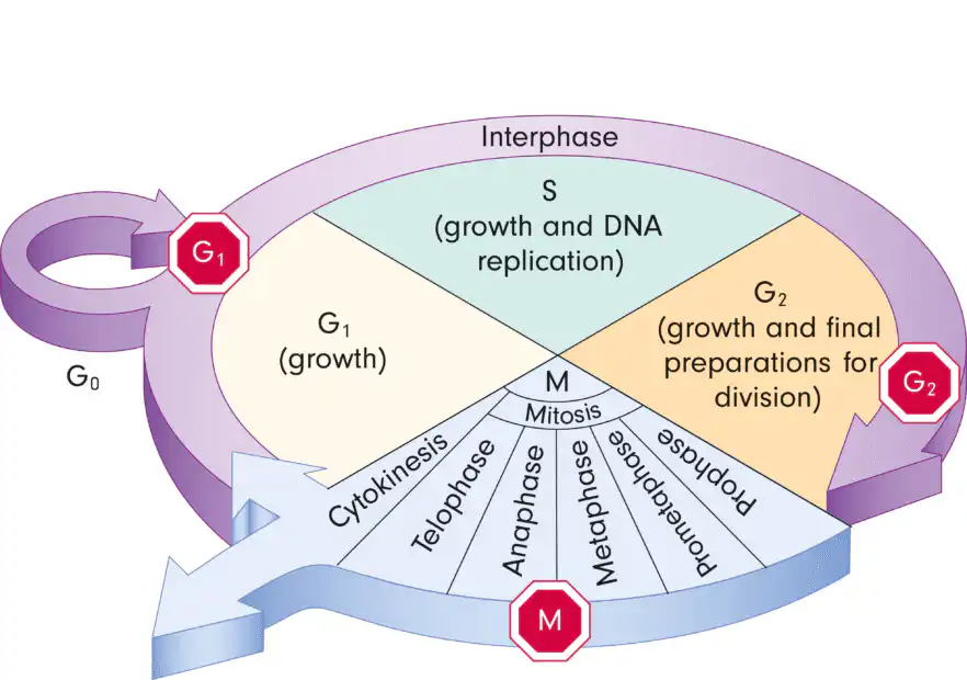 cell cycle