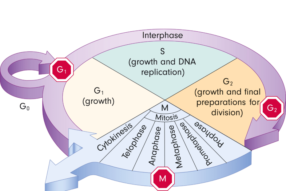 cell cycle