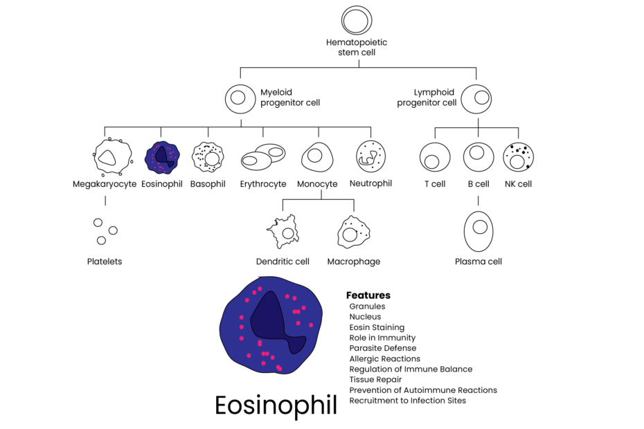 eosinophil cells