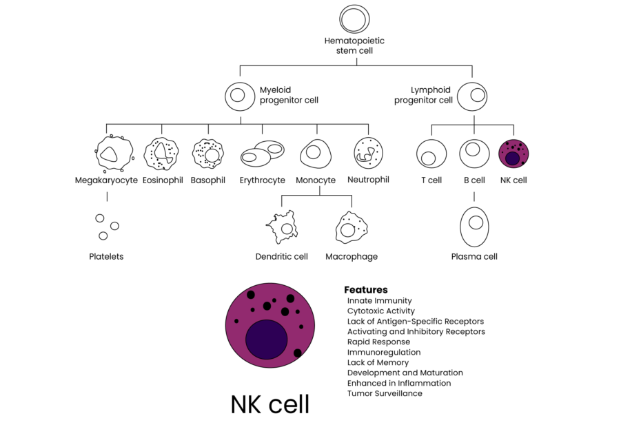 nk cells