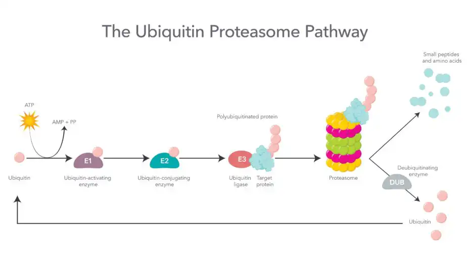 The,Ubiquitin,Proteasome,Pathway,Scientific,Vector,Illustration,Infographic