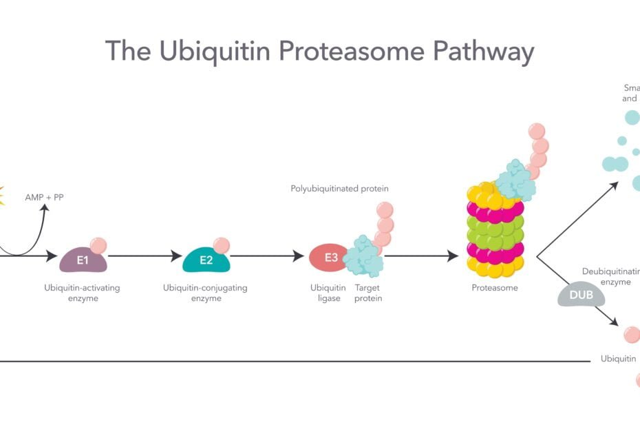 The,Ubiquitin,Proteasome,Pathway,Scientific,Vector,Illustration,Infographic