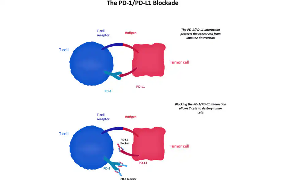 pdl1