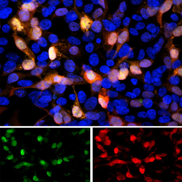 ICC/IF image rabbit anti GFP polyclonal antibody 1290