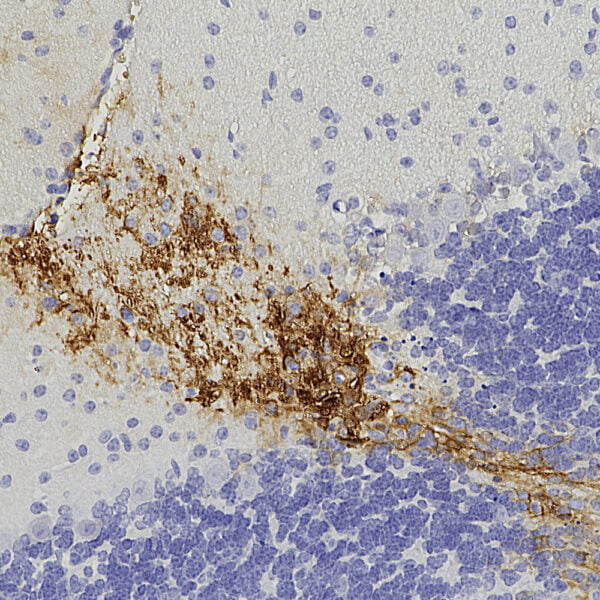 IHC image rabbit anti GFP polyclonal antibody 1290