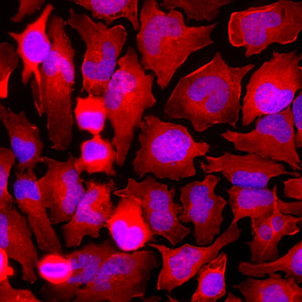 ICC/IF image rabbit anti GAPDH polyclonal antibody 1574