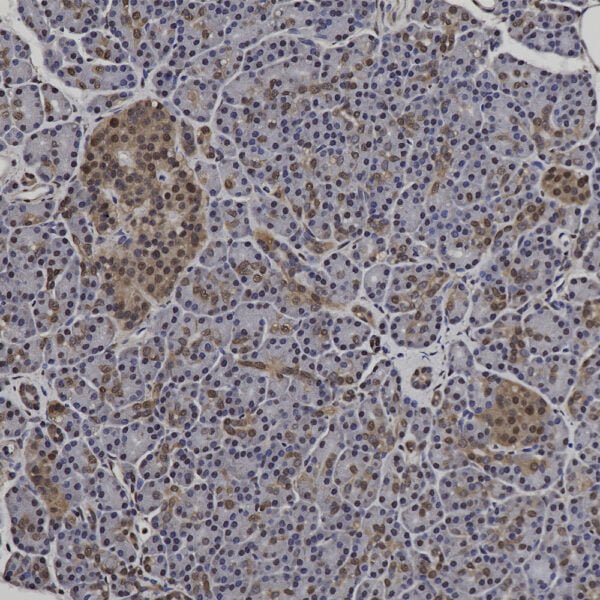 IHC image rabbit anti GAPDH polyclonal antibody 1574