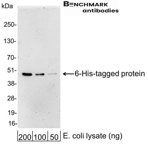 benchmark-antibodies_anti-6_his_antibody_2347_1.jpg