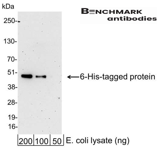 benchmark-antibodies_anti-6_his_antibody_hrp_conjugate_1003_1.jpg