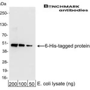 Western blot rabbit anti 6 his hrp polyclonal antibody 1005