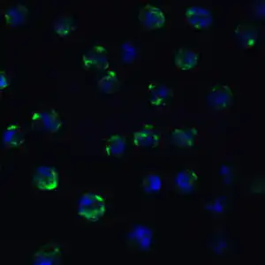 ICC/IF rabbit anti adam 10 ct polyclonal antibody 2327