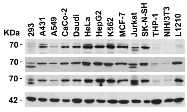 Western blot rabbit anti aif in polyclonal antibody 5823