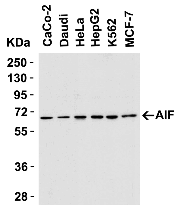 Western blot rabbit anti aif in polyclonal antibody 5823