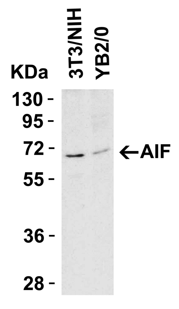 Western blot rabbit anti aif in polyclonal antibody 5823