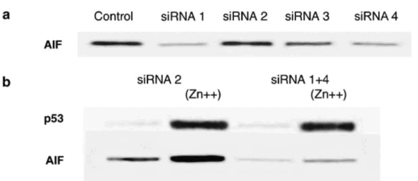 Western blot rabbit anti aif in polyclonal antibody 5823