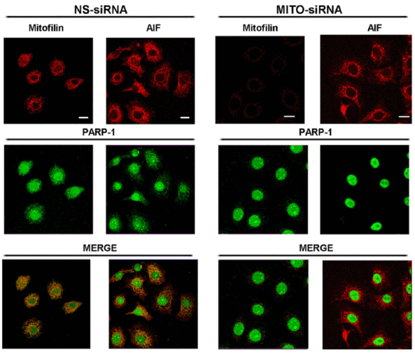 ICC/IF rabbit anti aif in polyclonal antibody 5823