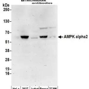 Western blot rabbit anti ampk alpha 2 polyclonal antibody 4805