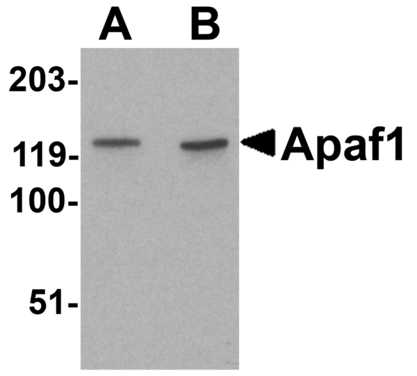 Western blot rabbit anti apaf1 nt polyclonal antibody 4088