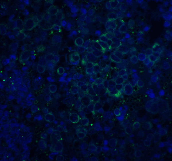 ICC/IF rabbit anti app abeta nt polyclonal antibody 5729