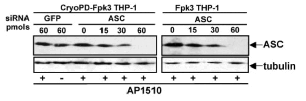 ICC/IF rabbit anti asc polyclonal antibody 1972