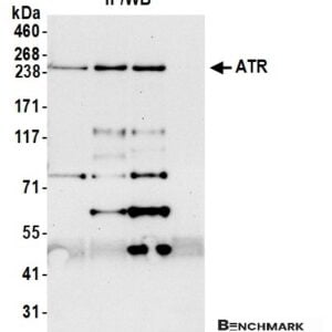 Western blot rabbit anti atr polyclonal antibody 6893