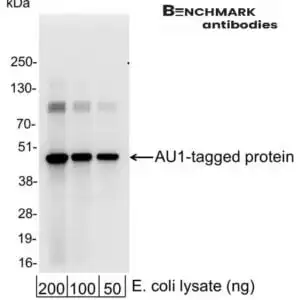 Western blot rabbit anti au1 polyclonal antibody 3975