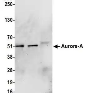 Western blot rabbit anti stk15 polyclonal antibody 2579