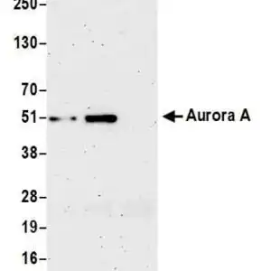 Western blot rabbit anti stk15 polyclonal antibody 2894