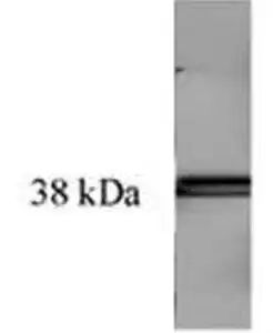 Western blot mouse anti bacterial transglutaminase monoclonal antibody 3c7 3023