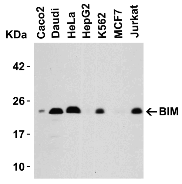 Western blot rabbit anti bim in polyclonal antibody 1410