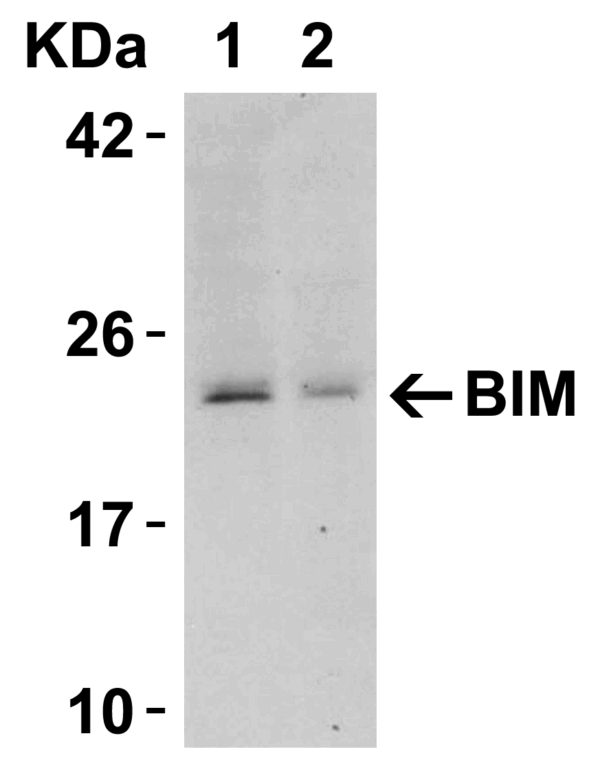 Western blot rabbit anti bim in polyclonal antibody 1410