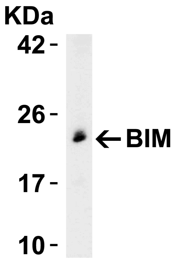 Western blot rabbit anti bim in polyclonal antibody 1410