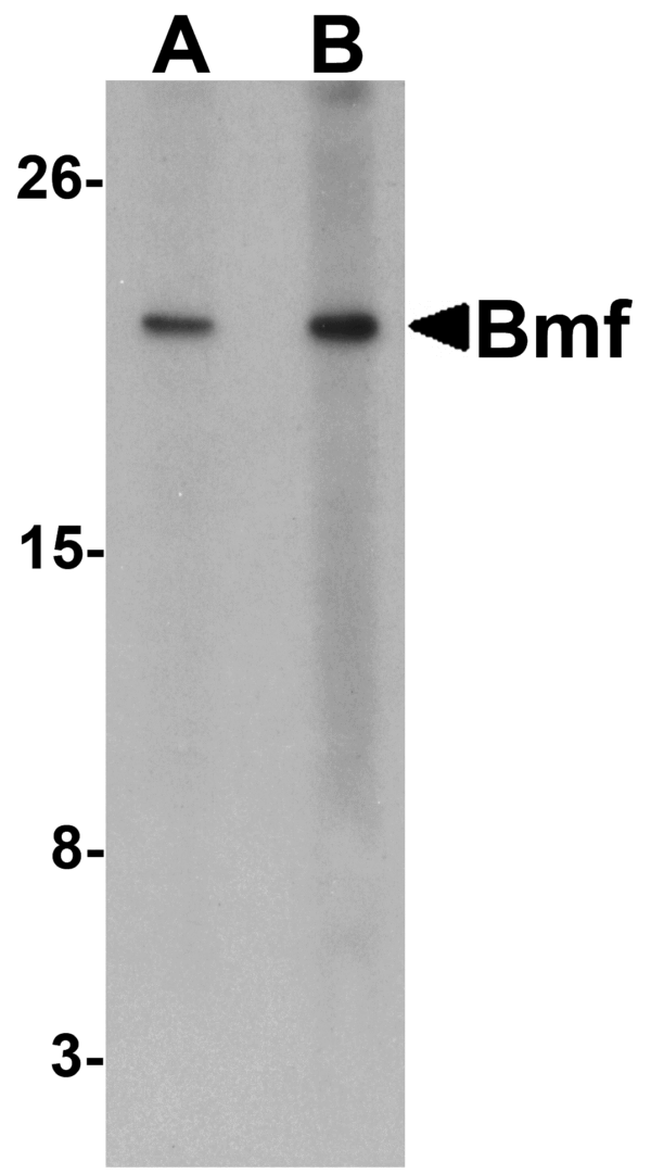 Western blot rabbit anti bmf ct polyclonal antibody 6805