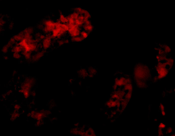 benchmark-antibodies_anti-bmf_ct_antibody_6805_2.jpg