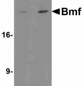 Western blot rabbit anti bmf nt polyclonal antibody 7105