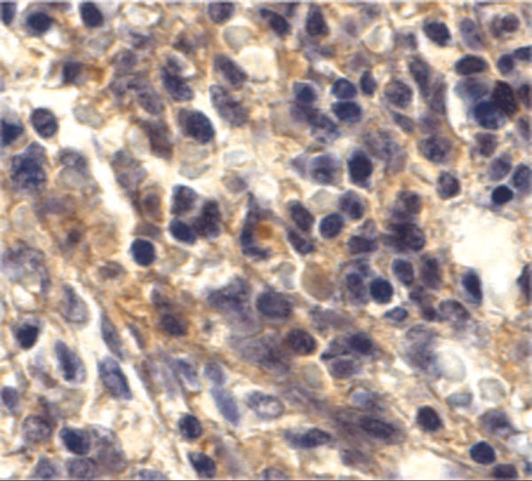 IHC rabbit anti bonzo nt2 polyclonal antibody 9115