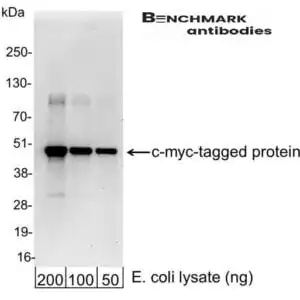 Western blot goat anti c myc polyclonal antibody 7327