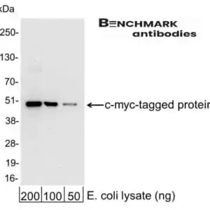 Western blot rabbit anti c myc hrp polyclonal antibody 1553