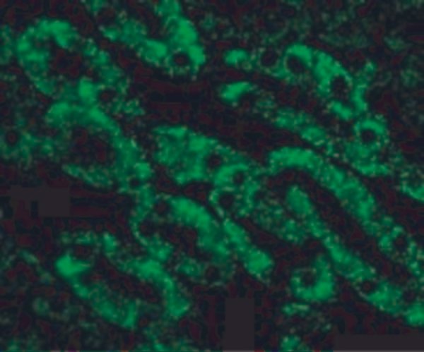 ICC/IF rabbit anti cad 117 polyclonal antibody 6485