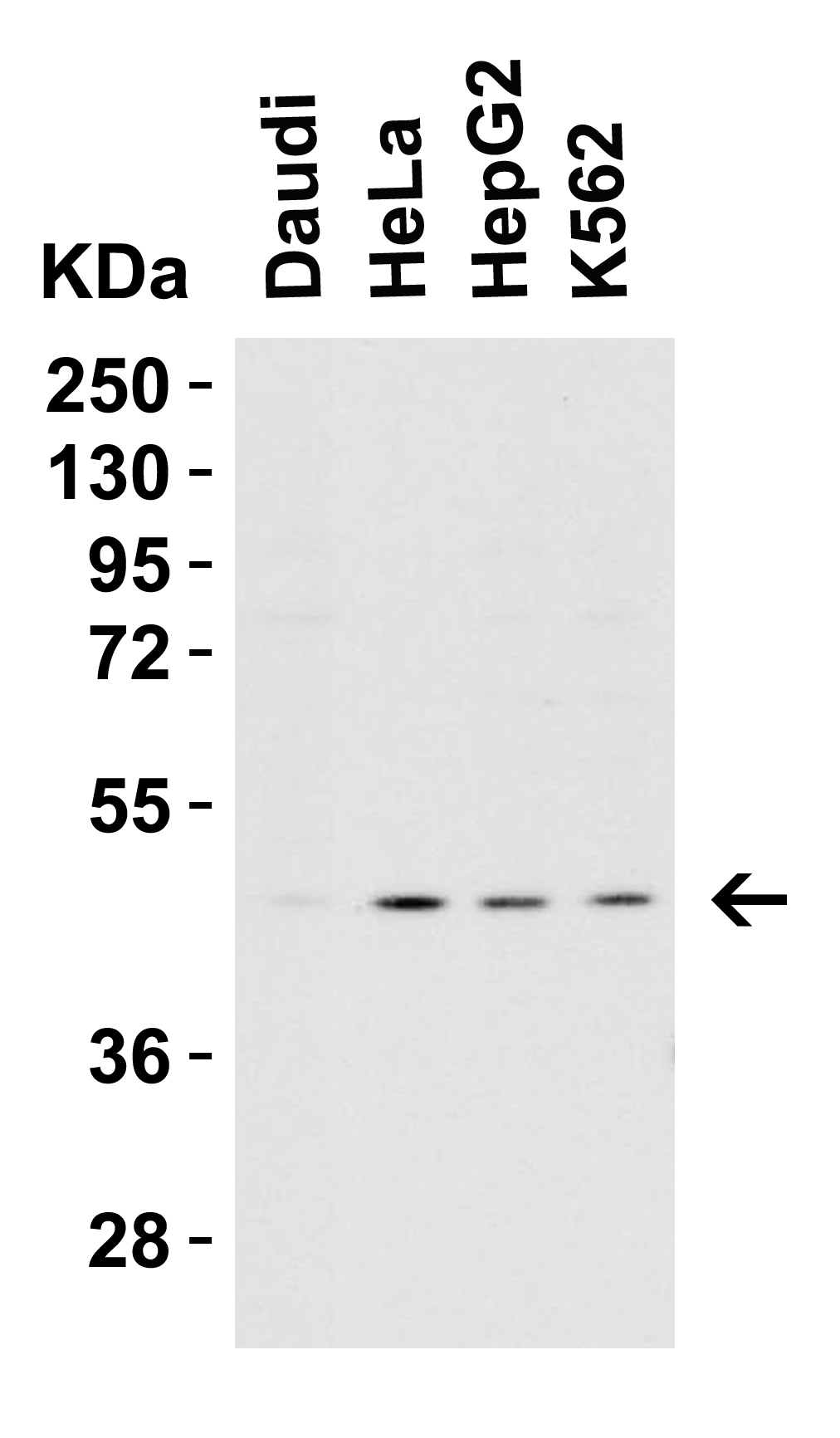 benchmark-antibodies_anti-caspase-9_i16_antibody_2458_2.gif