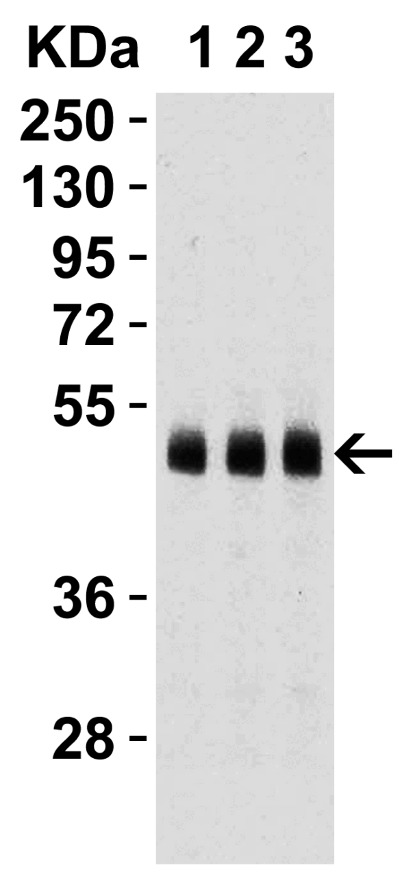 Western blot rabbit anti caspase 9 116 polyclonal antibody 2458