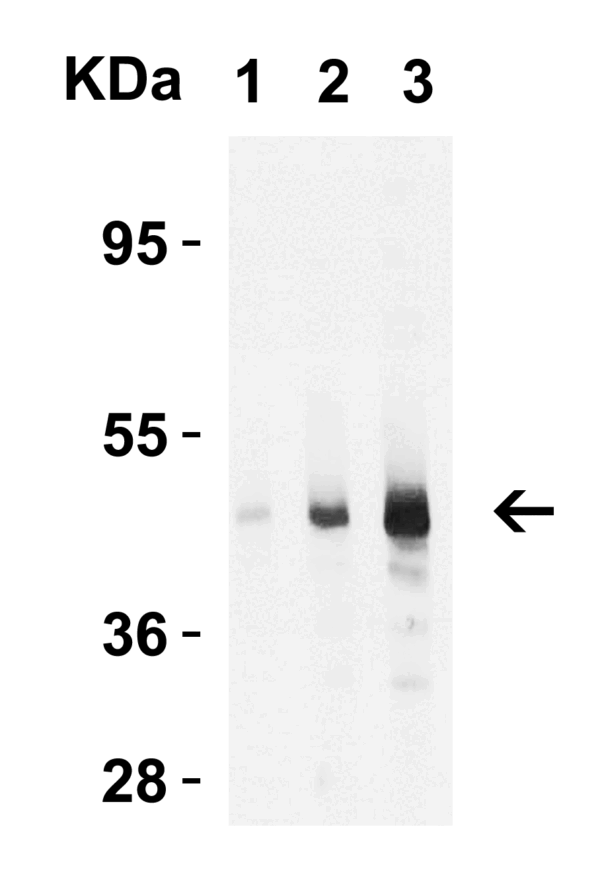 Western blot rabbit anti caspase 9 116 polyclonal antibody 2458