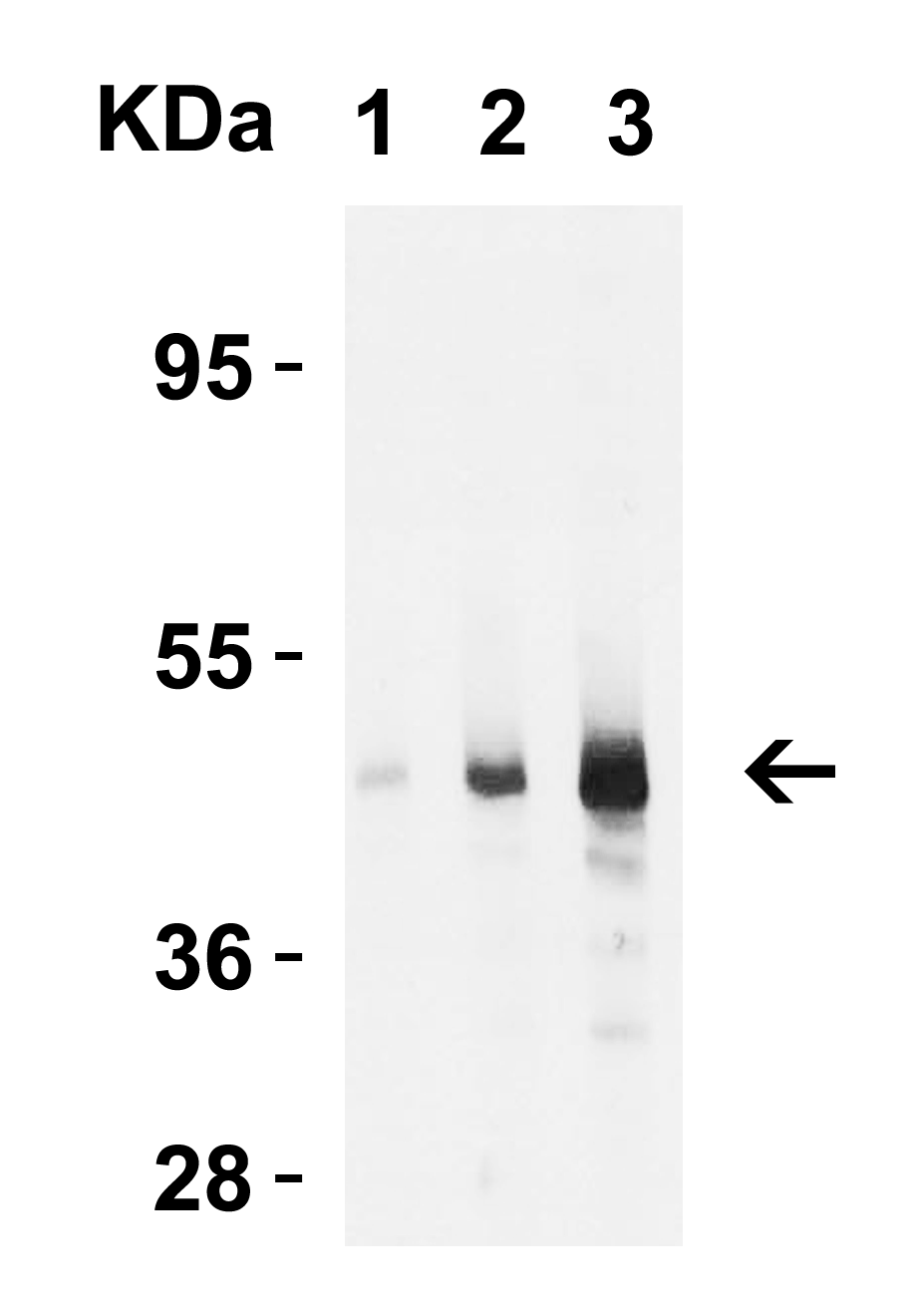 benchmark-antibodies_anti-caspase-9_i16_antibody_2458_4.gif