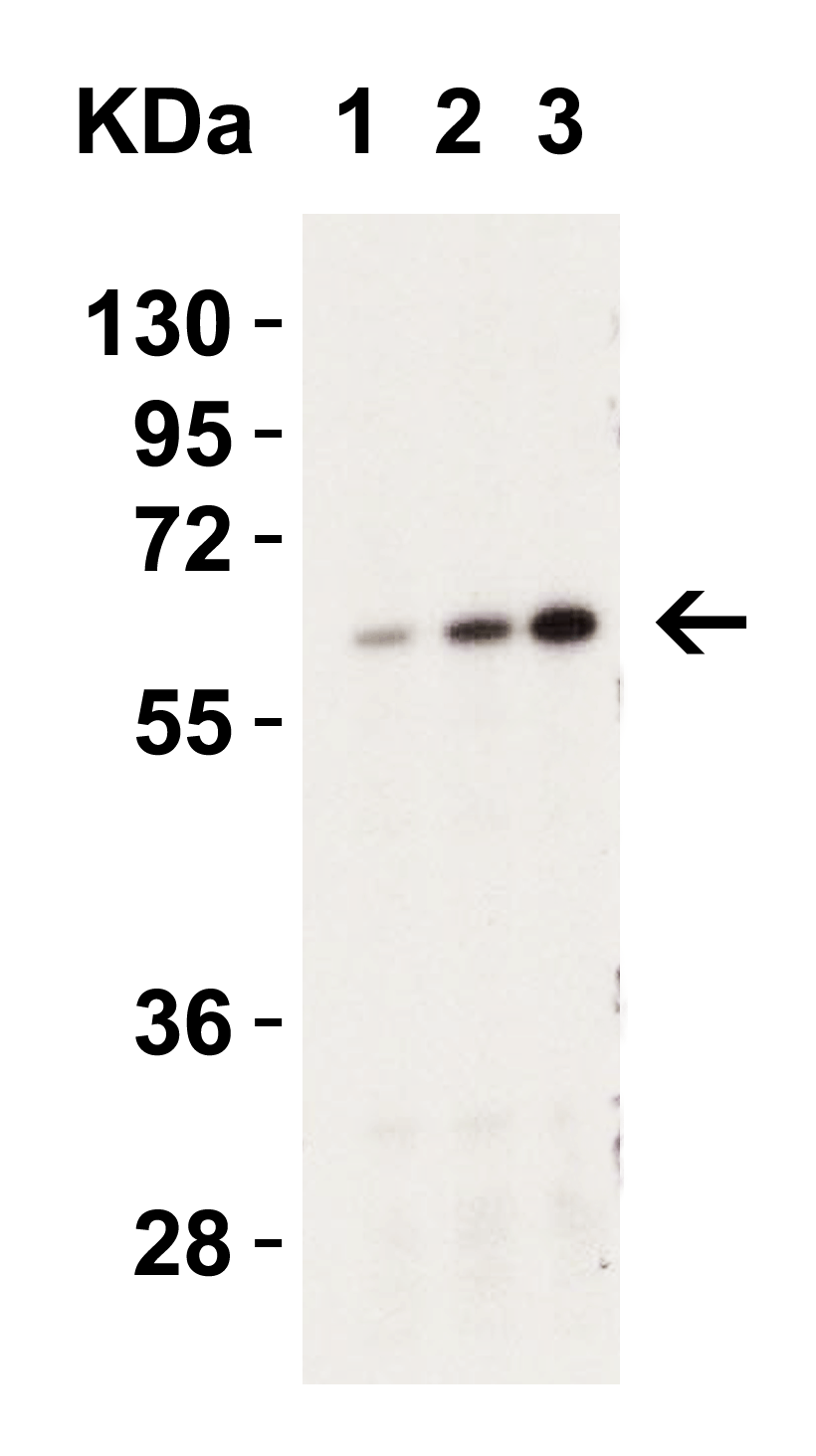 benchmark-antibodies_anti-caspase-9_i16_antibody_2458_5.gif